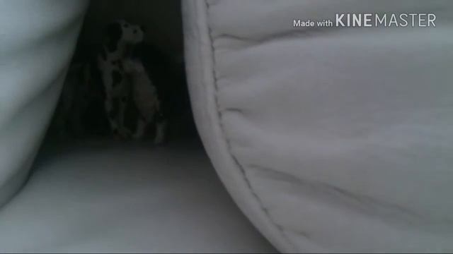 Дикие псы 3 серия 1 сезон (Schleich сериал) смотреть онлайн