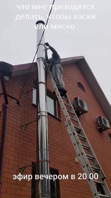 чтобы #хаски ели мясо, мне приходится мазать по крышам смотреть онлайн