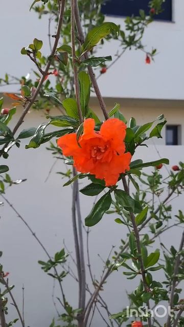 Весна везде прекрасна! Зацвёл гранат! смотреть онлайн