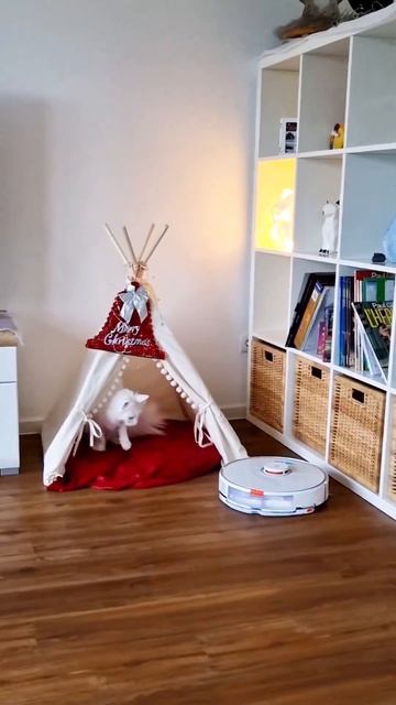 Котик знакомится с пылесосом! Roborock S7 MaxV смотреть онлайн