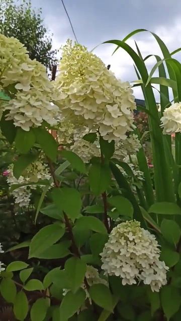 Гортензия Подскажите название!!! смотреть онлайн