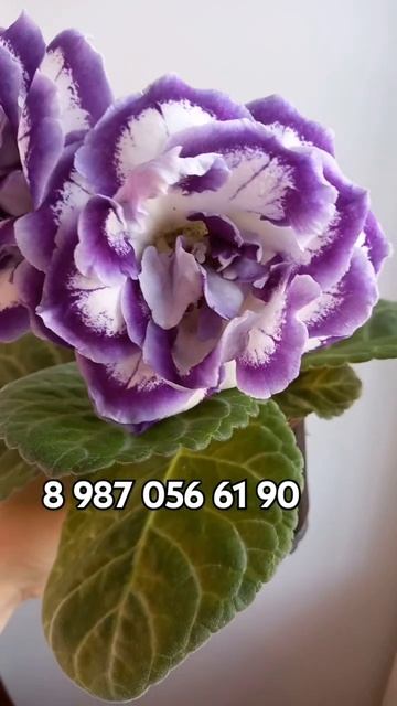 #глоксиниипочтой #глоксиния #домашниецветы #геснериев