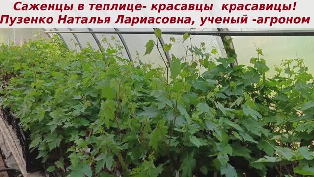 Вегетирующие саженцы винограда- красивые, здоровенькие, сильные  ребятишки!