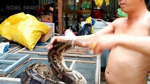 Фабрика ПИТОНОВ для Шкуры, Мяса и Масла | Выращивание П