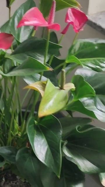 Если не делить Антуриум, то.. смотреть онлайн