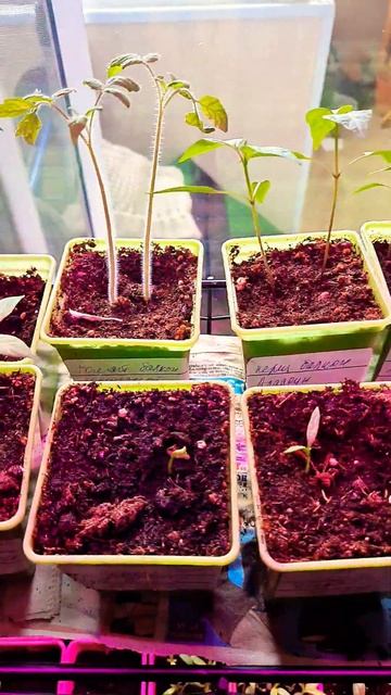 Перечно-оконная рассада вовсю растёт.. но не вся((( #пер смотреть онлайн