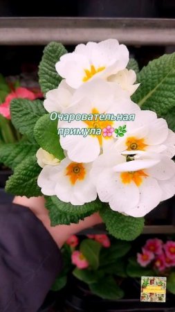 Очаровательная Примула.🌿🫶🌸