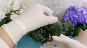 Как  решила Проблему, одной замечательной Красотки! Укорененные листики ФИАЛКИ, выбрасывать или нет.