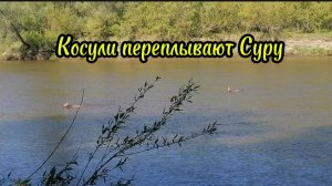 Косули переплывают Суру. Как это красиво.