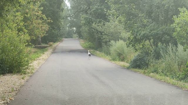 2021.07.29. Погода Петербург. 8:26. +20⁰. Дальние предместья СП