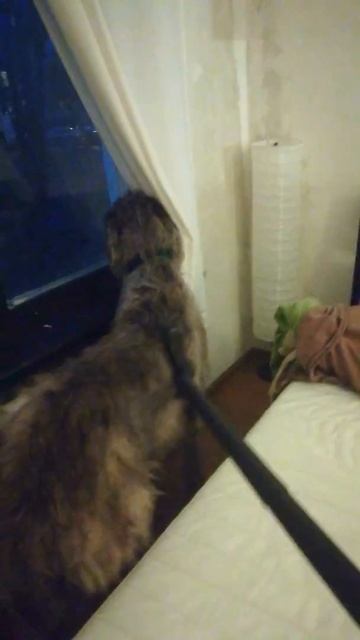 Обычно она боится пылесоса) смотреть онлайн