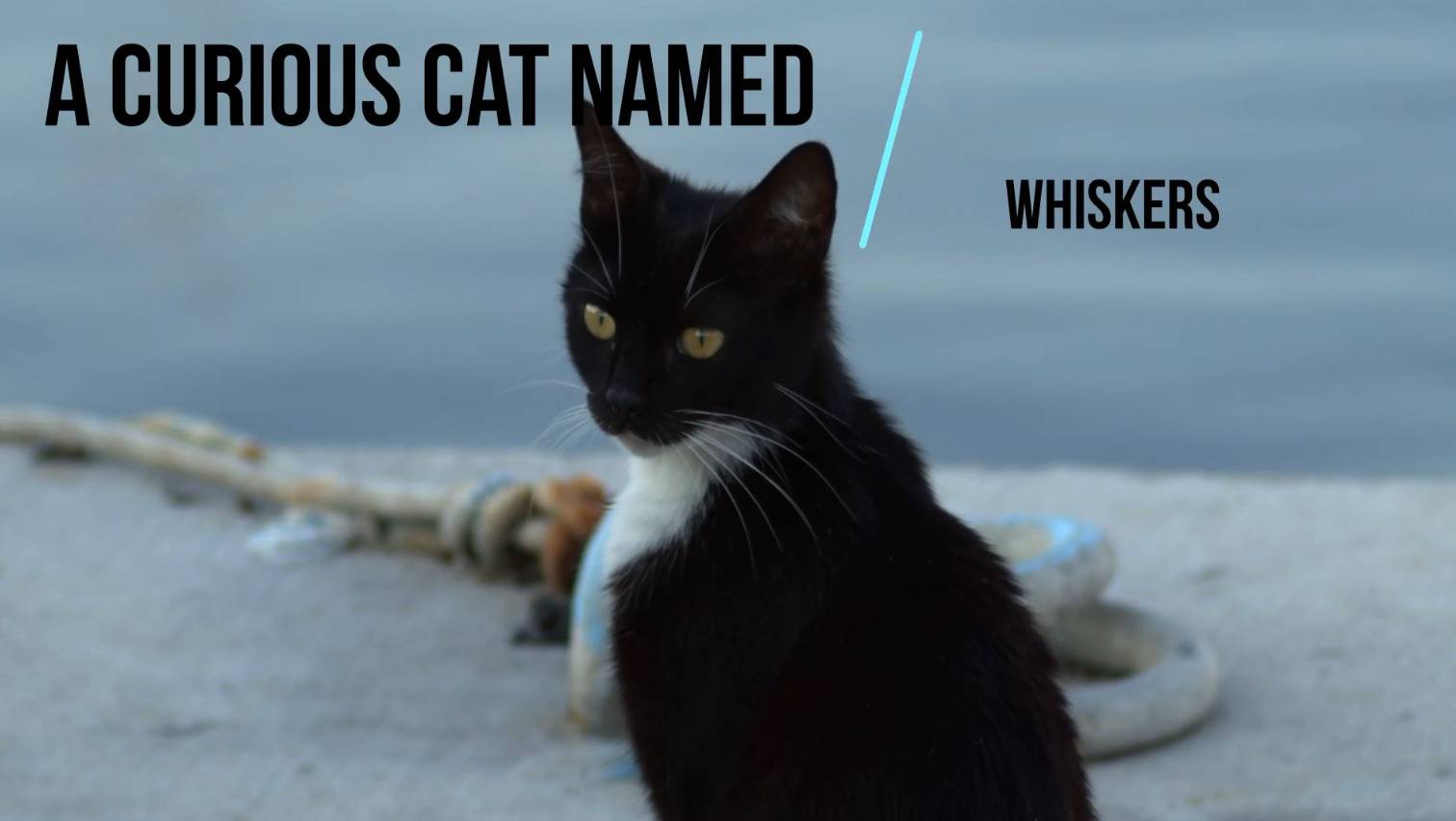 Story # 39: A curious cat named