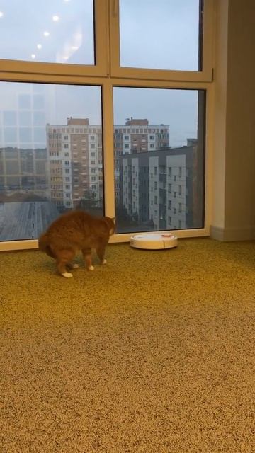 Кот и робот пылесос смотреть онлайн