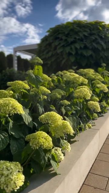 #hydrangea#hortensia#гортензия#garden#гортензія#flowers#jardin#shorts#アジサ? смотреть онлайн