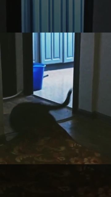 #cat #catvideos #video #видео #кошка #феня #эдит #бандакотеек смотреть онлайн