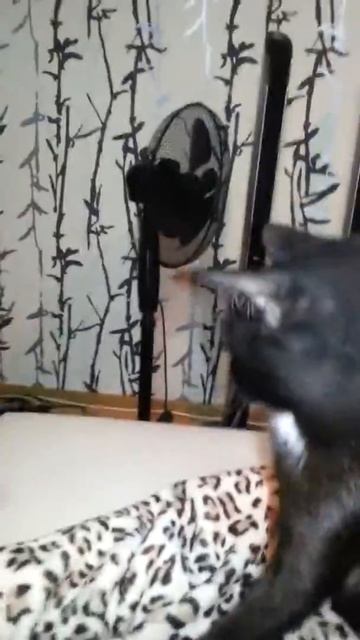 Кошка боится фен смотреть онлайн