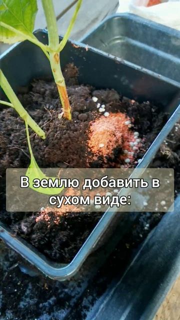 Осенняя🍁🌿посадка #hydrangea #hortensia #garden #hydrangeaflower #дача #са смотреть онлайн