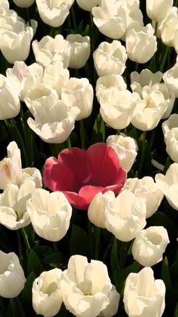 Доброго ранку 🌺 #феншуй #sunset #fengshui #love #flowers #astrologer #бац? смотреть онлайн