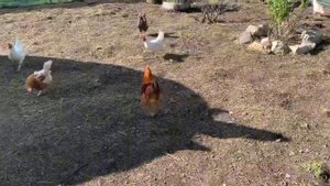 Решила нашего КРАСАВЧИКА ПЕТЮНЕЧКУ выставить на продажу🐓🐓🐓Пока его не затюкали совсем_28 апреля20