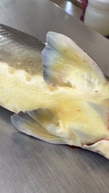 13 кг вес осетра! Крупный экземпляр. #shorts #short #shortvideo #fishing смотреть онлайн