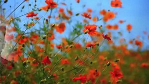 ИВАНОВСКИМ ПАРНЯМ,ПОГИБШИМ НА УКРАИНЕ...