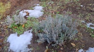 Нужно ли укрывать Лаванду на зиму.