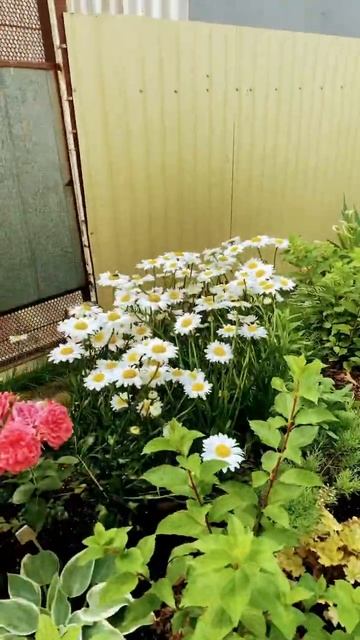 Мои растения часть 4￼ смотреть онлайн