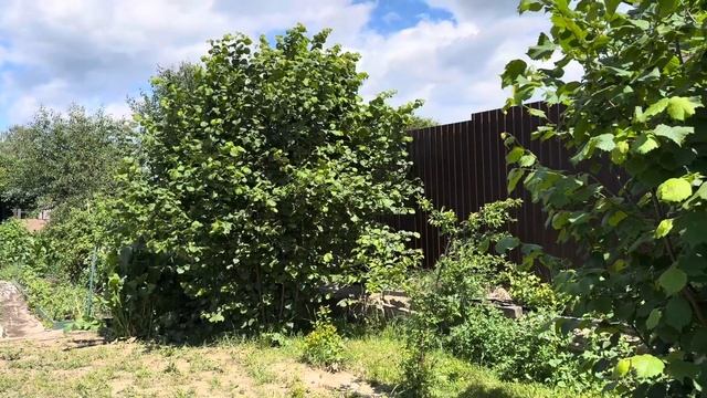 Новости садово-огородные, ореховые. Три орешка для Зол смотреть онлайн