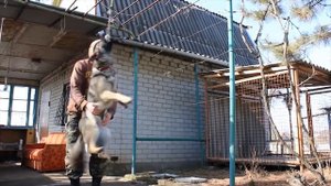 Щенок Немецкой Овчарки, 6 месяцев. Развитие хватки. Workin