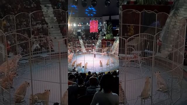 Новое новогоднее представление в Тульском цирке, декабрь 2019 смотреть онлайн