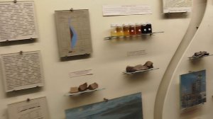 Как образуются полезные ископаемые (каменный уголь и нефть)? Видео из палеонтологического музея