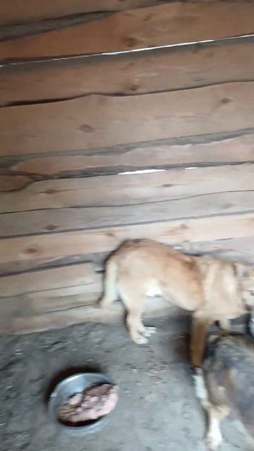 Погода у нас сейчас( Приют для животных Сириус в Киевс? смотреть онлайн