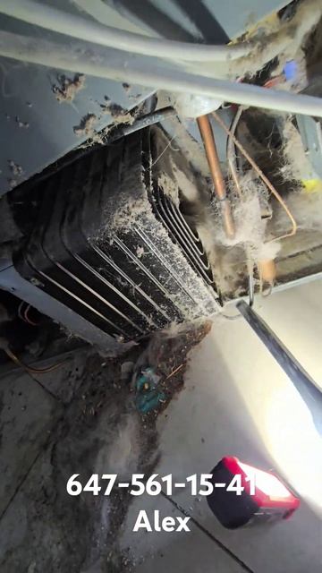 Холодильник + домашние животные = чистка смотреть онлайн