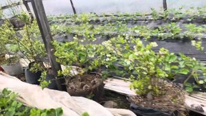 Голубика в теплице)