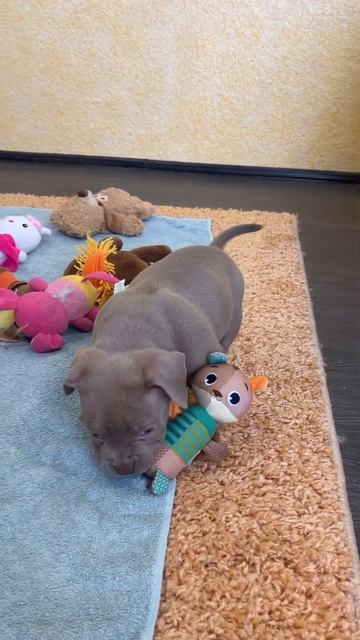 Щенок американского булли лилового окраса, ищет семью смотреть онлайн