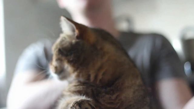 О котиках с юмором: самые смешные «факты» из жизни вредных пушистиков