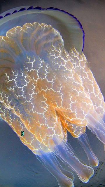 Люди едят медуз смотреть онлайн