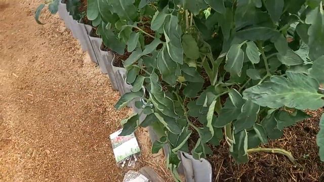 Почему не буду сажать больше свои томаты лёжа,что бы кисть была низко от земли10.07.24г. смотреть онлайн