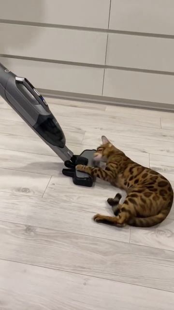 ШЕРСТЯНОЙ ПЫЛЕСОС! А ваши боятся пылесоса? смотреть онлайн