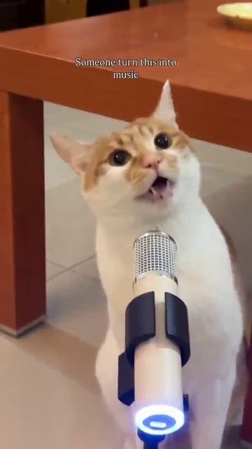 1000058344.mp4 коты смотреть онлайн