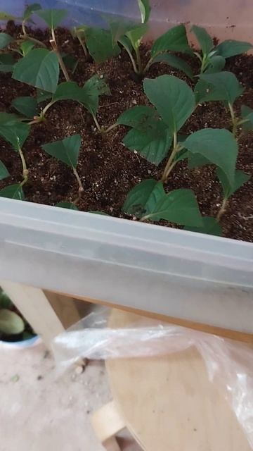 черенки гортензии Ванила Фрайз готовы к пересадке. смотреть онлайн