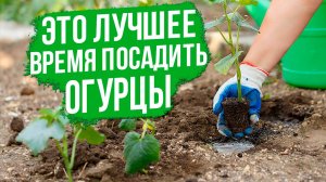 Когда высаживать рассаду огурцов в открытый грунт?