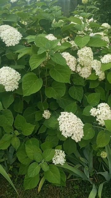 гортензия Аннабель #гортензияметельчатая #flowers
