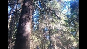 Вальдшнеп (3)