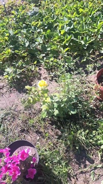 #сад #огород смотреть онлайн