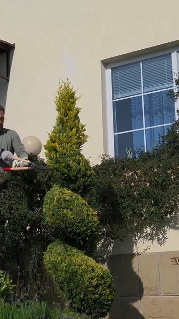 Закручиваем по спирали. Топиарная стрижка кипариса