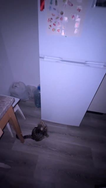 МасЯ любит холодильник и магниты которые на нем 💚🐱 #c смотреть онлайн