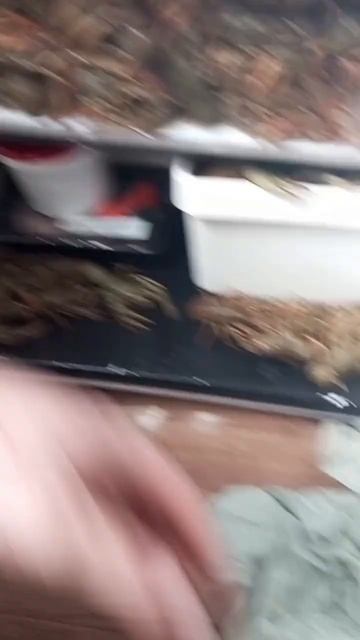 тараканы в холодильнике смотреть онлайн