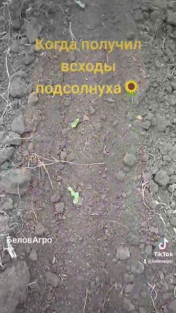 Всходы подсолнуха летом смотреть онлайн