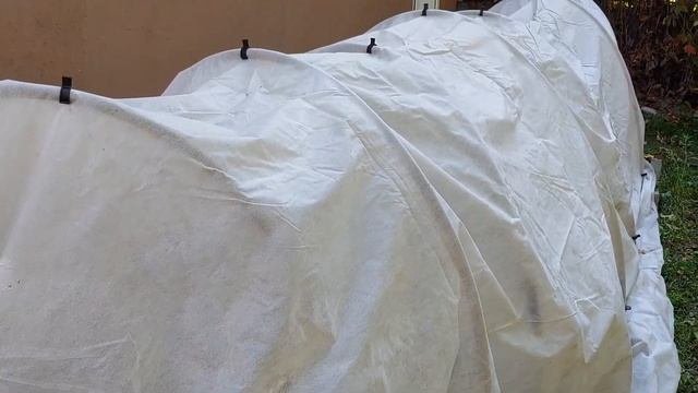 Как сохранить крупнолистную гортензию от заморозков?